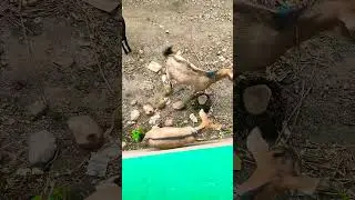#shorts🐐