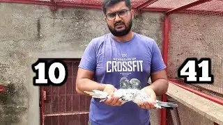 10 & 41 Number Teddy Pigeons | Going to Saraialamgir