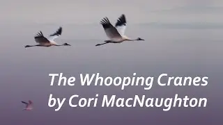 The Whooping Cranes — Cori MacNaughton  /  Yan Frenkel