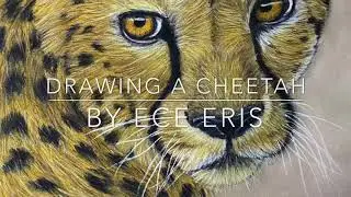Drawing a Cheetah in Pastel Pencils