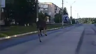 Лось  Город Чусовой  Просто лось