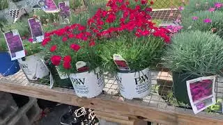 США 🇺🇸🇺🇦 І ЗНОВУ КВІТИ! 💐РОМАШКИ 😍