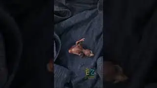 เลี้ยงลูกนกตกจากรัง Raising baby bird falling from the nest.