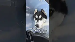 huskies don’t know how to chill