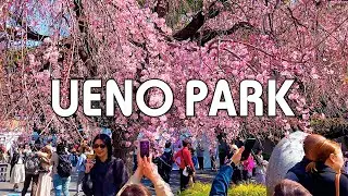 【Ueno Park】 Let's walk through Ueno Park as the cherry blossoms start to bloom | 4K Sakura Walk 2025