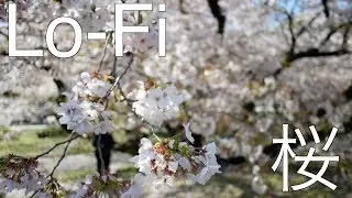 Lofi music is perfect for cherry blossoms in Japan【英語VLOG】桜とローファイは合う