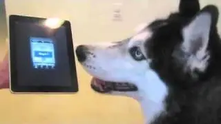 Mishka собака поет с IPAD (теперь на ITunes!)
