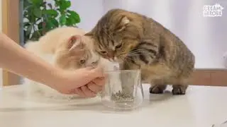 вечно голодный кот
