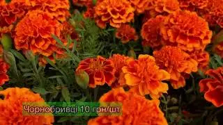 Огляд цін ￼на квіткові саджанці🌸 29.06.23
