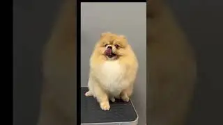 Посмотрите на этого красавца!