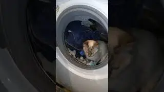 кошка в стиральной машине