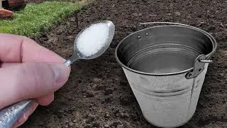 1 Ложку на ведро воды и земля как новая, плодородная, здоровая, проливаю этим землю осенью