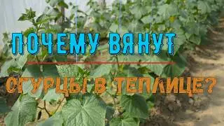 Три основные причины почему вянут листья огурцов в теплице? Микроклимат теплицы.
