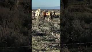 КөкАла айғыр үйірімен. #youtubeshorts #horse #айғыр #reels #animals #rek #ферма
