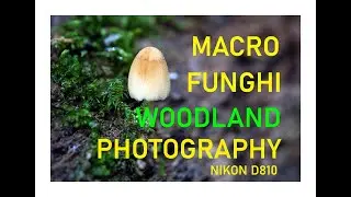 MACRO FUNGHI WOODLAND PHOTOGRAPHY 