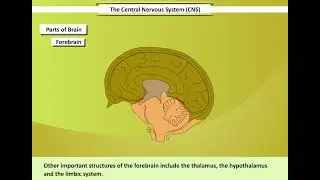 Central Nervous System | Brain | Learn and understand