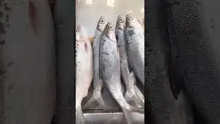 Bangus At Roxas City Capiz The Seafood Capital Of The Philippines