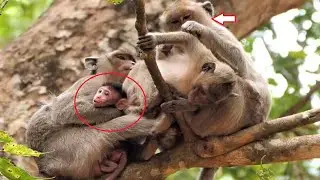 Part 3 Hart Broken, Monkey JC hurt baby Jayson, But mom Jill can not get it back,