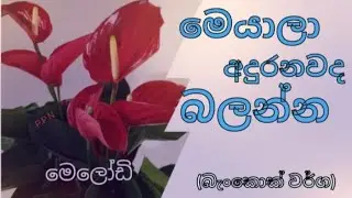 🌱🌿💐ලස්සන ලස්සන පාට පාට  එයාලා...