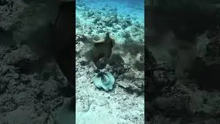 Closed call life under ocean