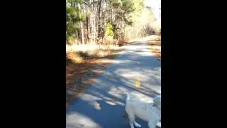 Teddy, shepadoodle, fetching ball on a walk.