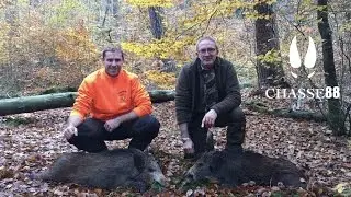 1 Battue, 2 Postes, Père et Fils au Tableau! Chasse au Sanglier avec la Blaser R8
