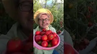 А что вы делаете с томатами осенью #дача #огород #сад #лайфхак #рецепты #garden