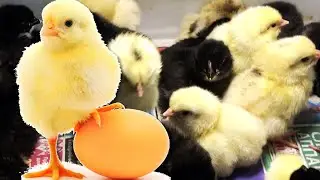 Уход за цыплятами после инкубатора! Кормление цыплят с первых дней жизни!