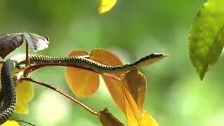 Paradise Decorated Snake