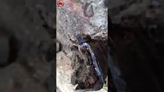 сделай сам: обнял дерево!/ внутри дерева, обнаружил...