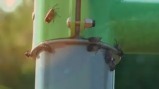 Lanternflies invade playground