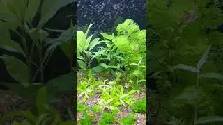 Аквариуму месяц.  Оксидатор