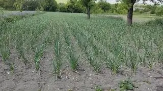 штригельная борона к мотоблоку