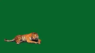 Green screen tiger
