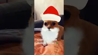 #рекомендации #shorts #shortvideo #подпишись #dog #смешно