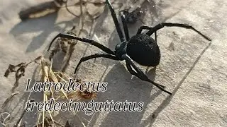 Каракурт (Latrodectus tredecimguttatus)
