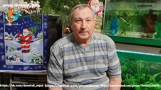 красный неон аквариумная рыбка, Paracheirodon axelrodi, размножение содержание и уход