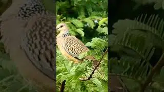 Spotted Dove (Spilopelia chinensis)