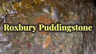 GIANT Roxbury Puddingstone | State Rock of Massachusetts