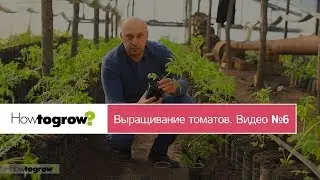 Высадка рассады томата в теплицу. Видео 6