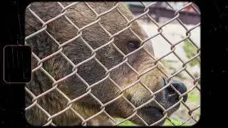 Help beer Baloo te bevrijden!