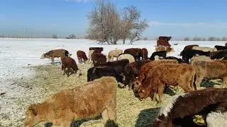 Сатылып Кетти