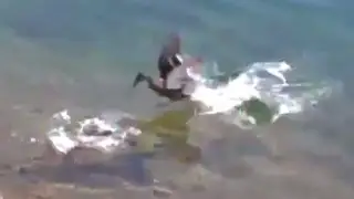 Щука охотится на утят