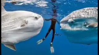 Why the Sunfish refuses to go extict! #videos
