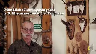 Geweihentwicklung   Rehwild