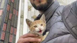 Hearing the first purr from Ginger's kitten after days of feeding🥺❤️