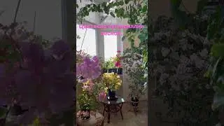 Bougainvillea bloom indoor /цветение бугенвиллии весной дома.