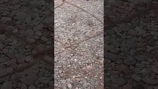 кавги эшпеки сатор