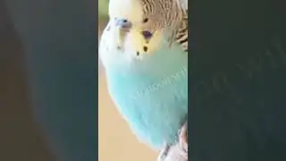 Wild bird video |