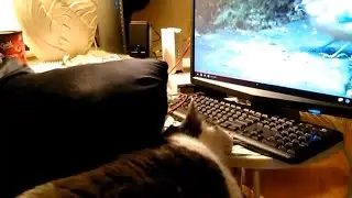 Remy boy is hogging the computer again